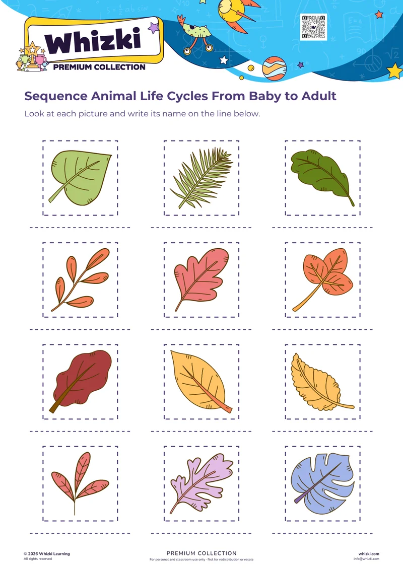 Sequence Animal Life Cycles From Baby to Adult