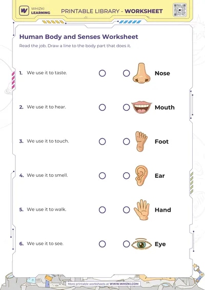 Human Body and Senses Worksheet
