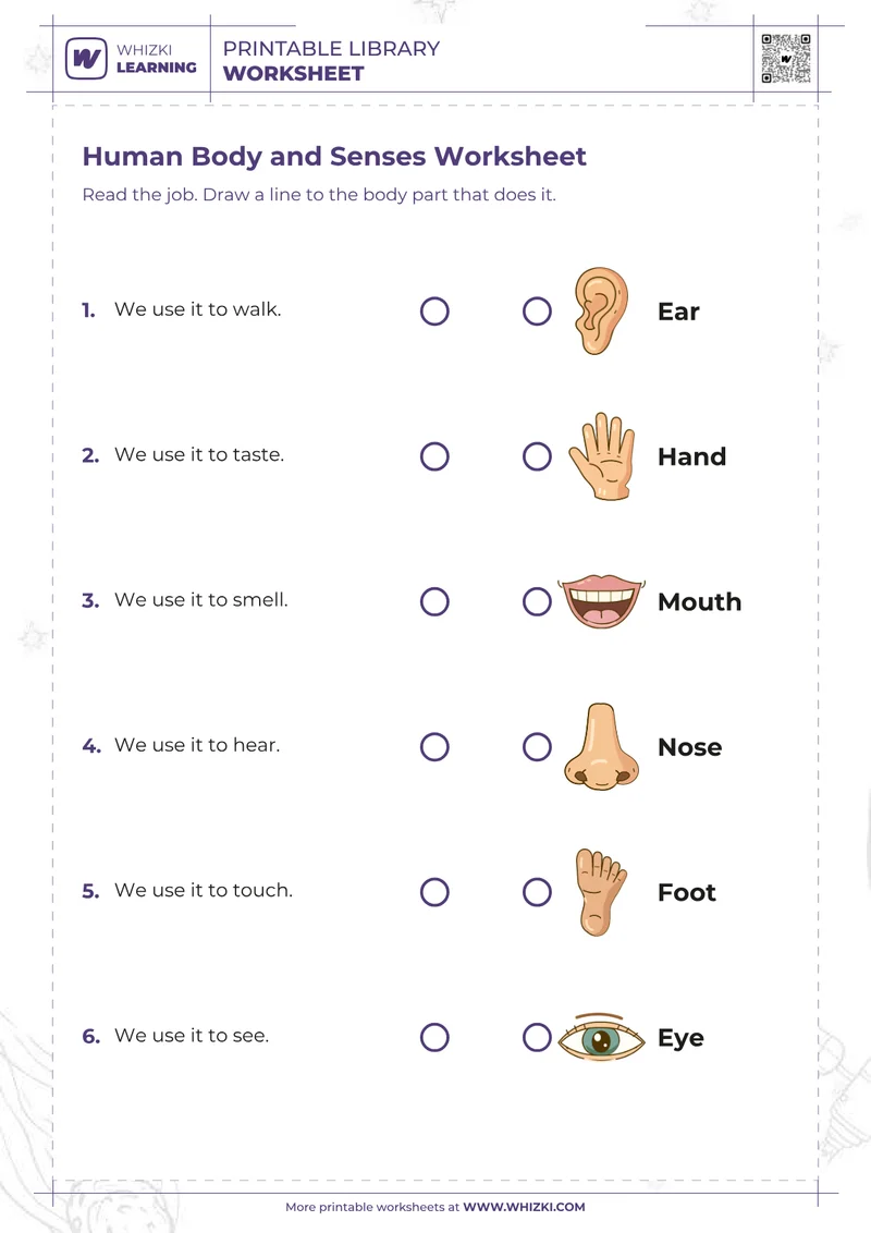 Human Body and Senses Worksheet