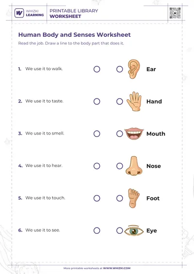 Human Body and Senses Worksheet